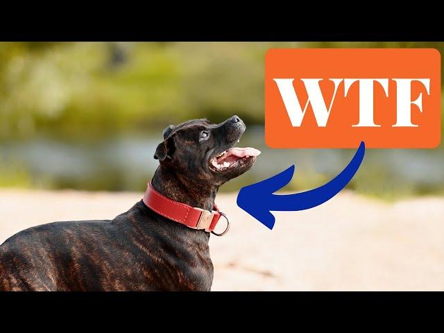 Weird Staffordshire Bull Terrier Behaviours Explained