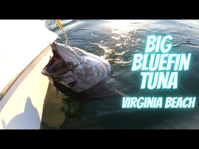 Catching Big Bluefin Tuna Right Off The Coast Of Virginia Beach (Fish Breaks Gunnel On Boat!!!)