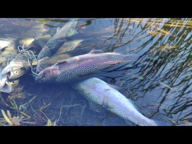 11/21/24 Trout Fishing Little Lake in Hemet Ca. There's fish to be caught... let's go catch them!!!