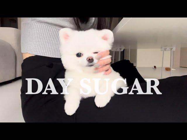 DAY SUGAR 화이트 포메라니안 설탕이 성장 과정