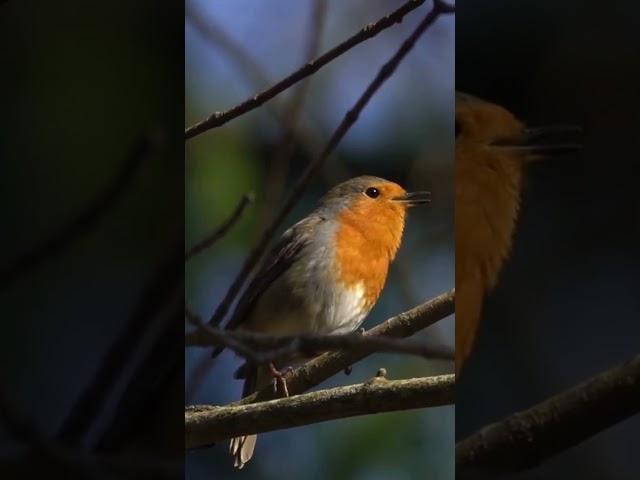 Listen to the Most Beautiful Bird Song : European Robin Chirping in the Forest #shorts #birdsong