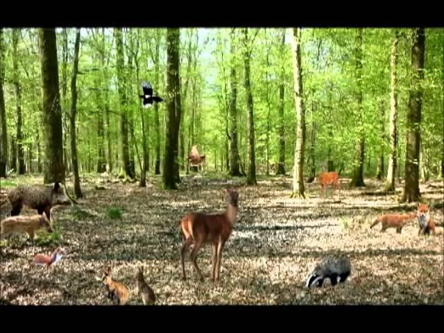 LA FORÊT - Je découvre en chanson les animaux de ma forêt