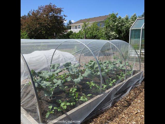 Grow Broccoli & Control Their Pests