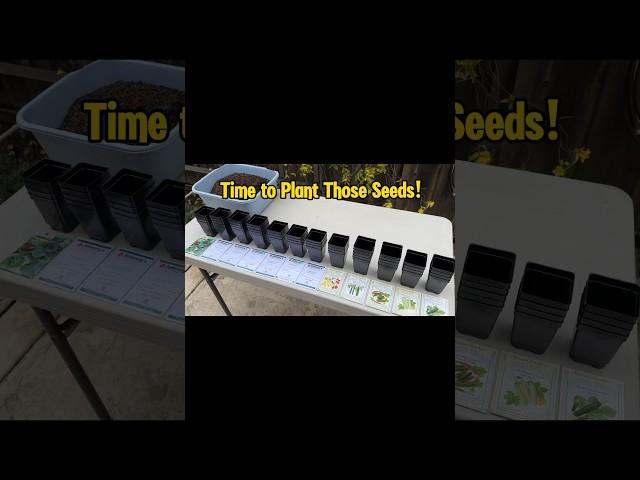 Garden Time Planting Seeds for String Tomatoes.    #garden, #tomato