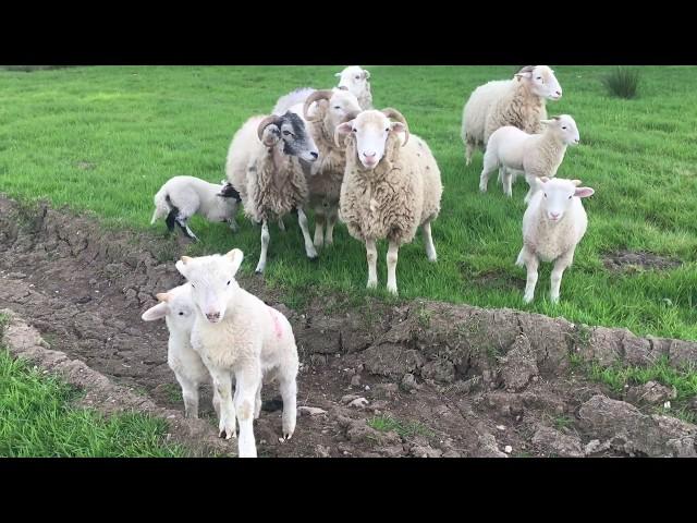 Hiking the Lakeland Pilgrimage Part 3: Sandbeds Moss - High Moss