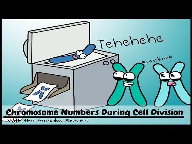 Chromosome Numbers During Division: Demystified!