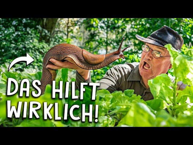 Schnecken im Garten bekämpfen  - Kennst du diese 5 Methoden?