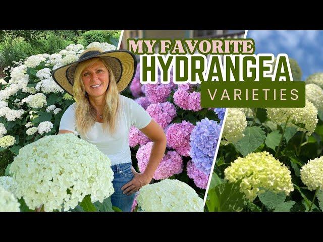 My Favorite Hydrangea Varieties