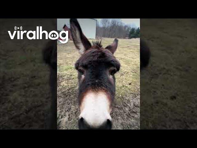 Happy Donkey Loves Owner || ViralHog