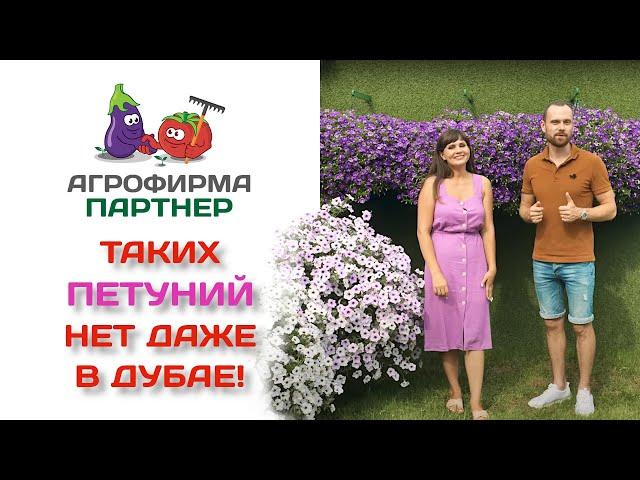 Таких петуний нет даже в Дубае!