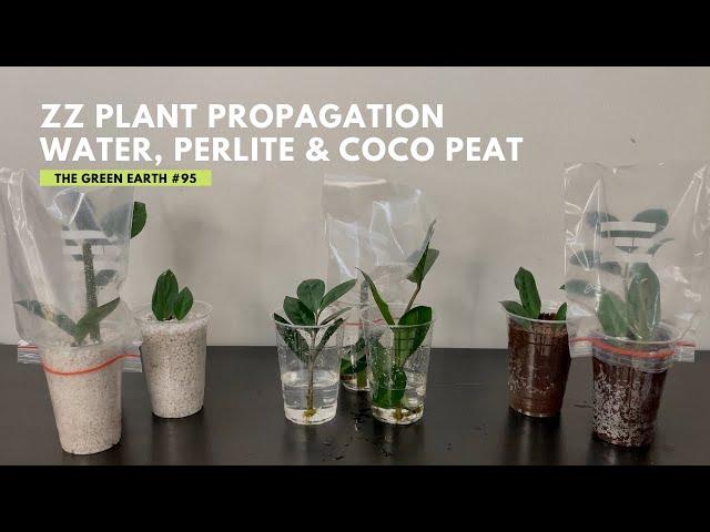 #95 3 Easy Ways to Propagate ZZ PLANT from Cuttings | Zamioculcas Zamiifolias Propagation