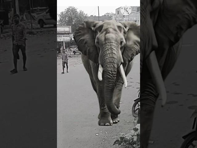 #elephant  #vfx #3danimation #tyshort #trandingshort
