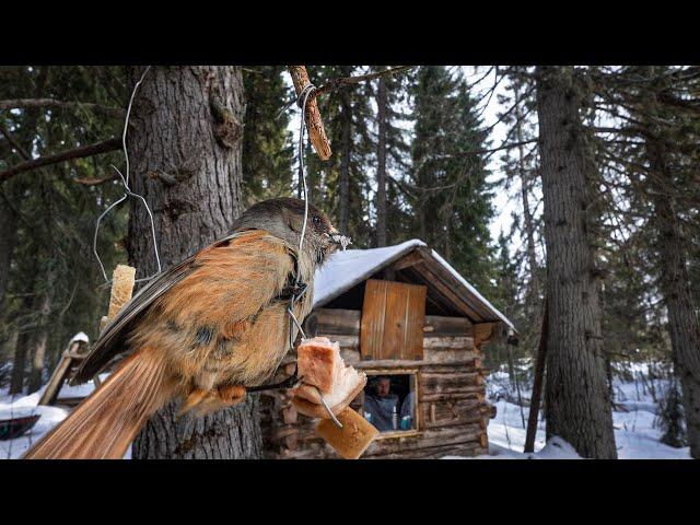 Off Grid Log Cabin: SAVE FOOD FROM THE BEAR. I LIVE ALONE. THE STORM