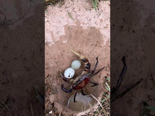 Survival Skills: Userful Idea With crab in hole #survival #outdoors #shorts