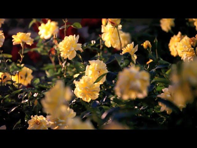 Густав Малер - Адажиетто, симфония No 5   -  G  Mahler -  Symphony № 5, Adagietto