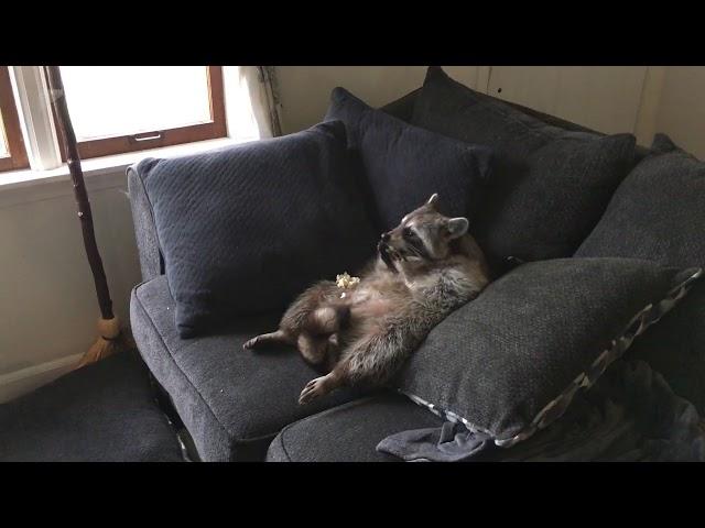 Raccoon chilling in front of the tv