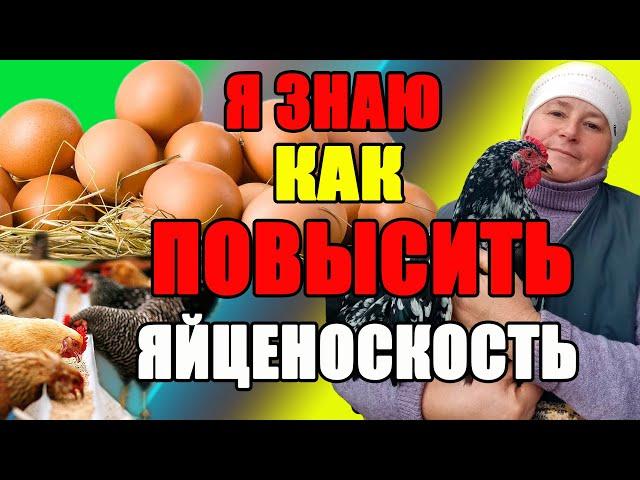 Я ЗНАЮ, как повысить яйценоскость у кур.