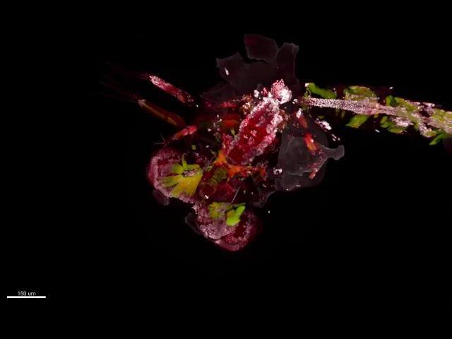 2019 FASEB BioArt Video Winner - Caroline Pritchard