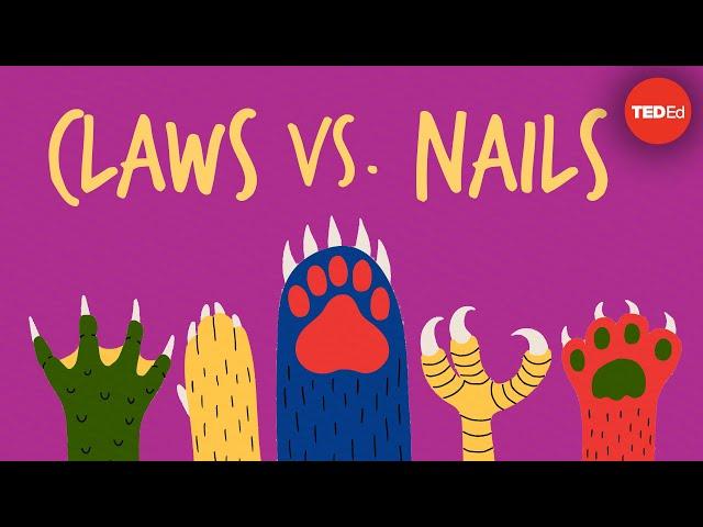 Claws vs. nails - Matthew Borths