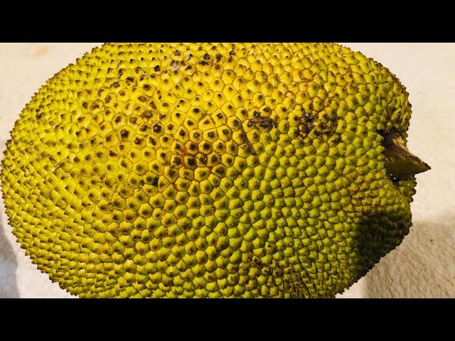 Yummy jack fruit eating then next day delicious vorta party such a wonderful time ||