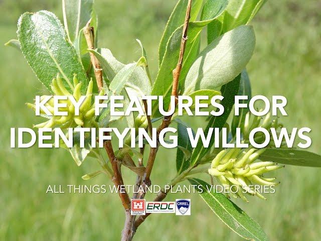 Key Features for Identifying Willows