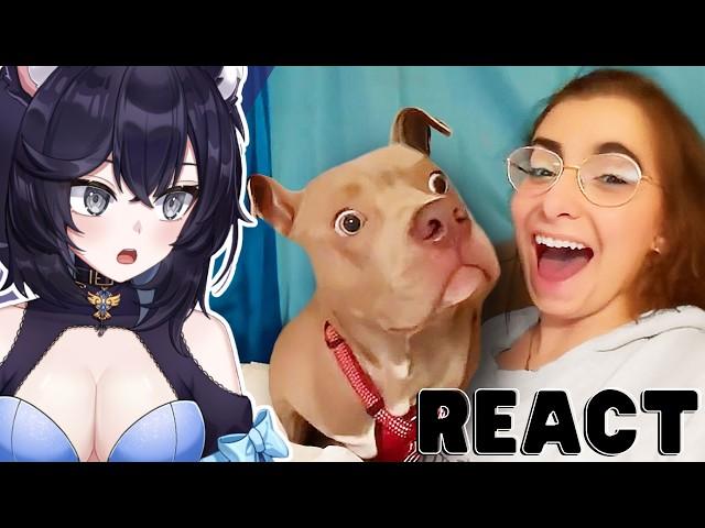 I AM A CAT // Vtuber Reacts to Best Dog Videos of the Decade