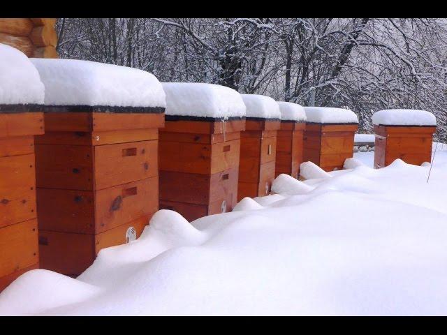 What do the bees in the winter?