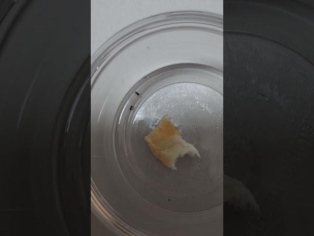 개미 2마리를 데려왔다. 한마리는 벌써 죽었네ㅜㅜ 개미는 아무거나 다 먹을 것 같아서 빵조각을 넣어주었다.