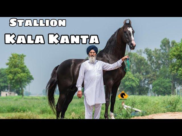 Punjab ~ India’s Top Stallion Kala Kanta | Behbal Stud Farm | King Of Marwari Horses | scoobers