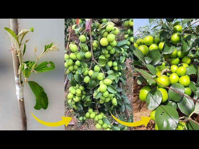 How To Graft A Jujube Tree | Grafting Of Jujube Tree Fast With Natural Aloe Vera