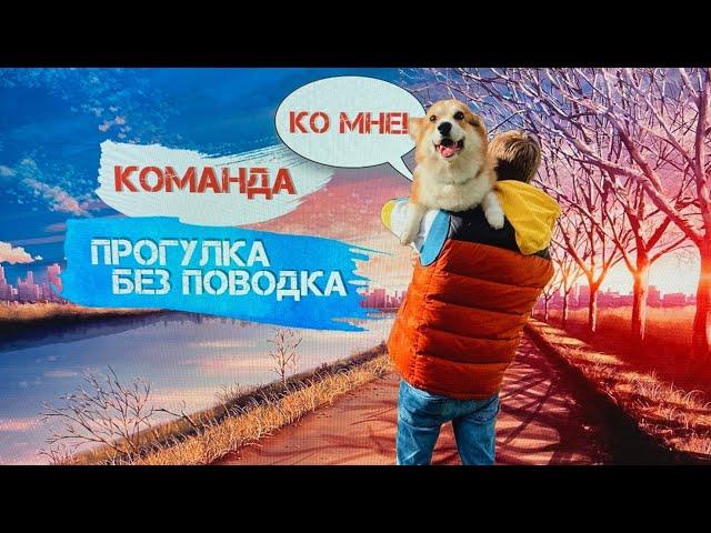 Как научить собаку гулять без поводка? Команда "ко мне"!