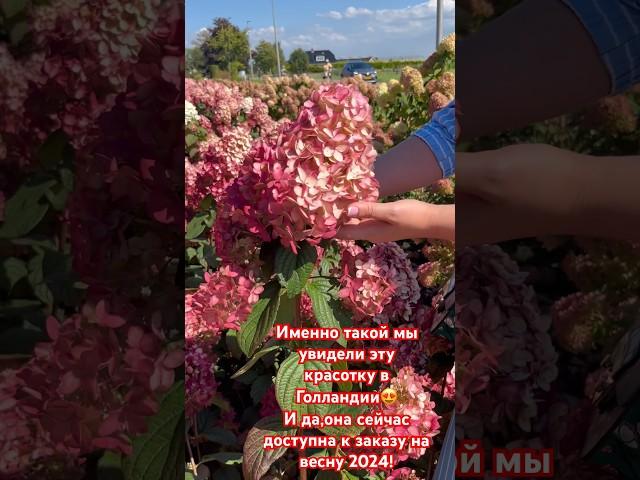 «Огненный свет» в вашем саду.Гортензия метельчатая «Fire Light”