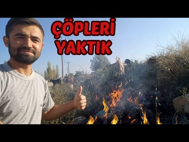 KEÇİLERLE ÇEVRE TEMİZLİĞİ !!! Halep Keçisi | Süt Keçisi Yetiştiriciliği