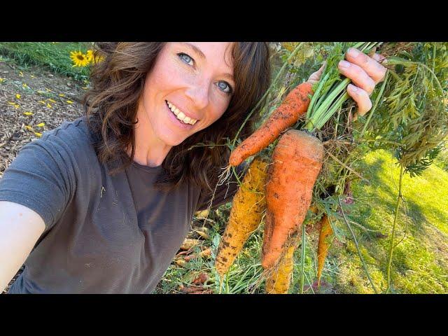 Will This Work? Carrot Harvest | Seasons Change