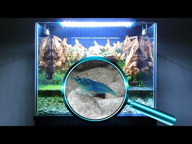 Что стало с аквариумом год спустя. Микро мир за стеклом | DIY aquarium. A microcosm behind the glass