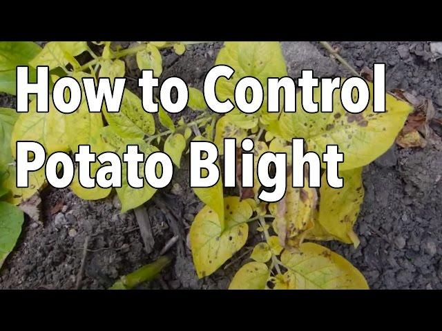 Blight: 5 Ways to Control Potato Blight (Late Blight)