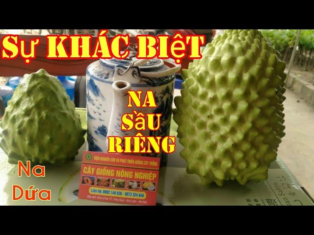 Na Sầu Riêng Đài Loan,Na Dứa Sự Khác Biệt Và Những Lưu Ý Khi Mua Cây Giống||TRAN TRONG PHAM