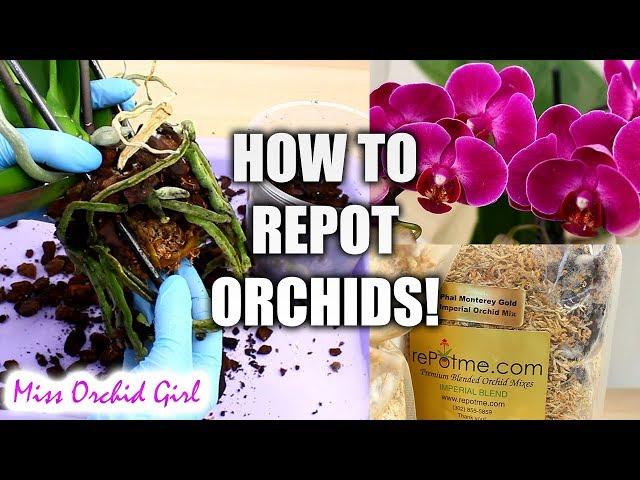 Orchid Care for Beginners - How to repot Phalaenopsis Orchids