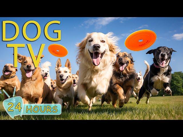 DOG TV for Dogs to Watch: Video Entertain to Prevent Anxiety for Dog When Home Alone - Music for Dog