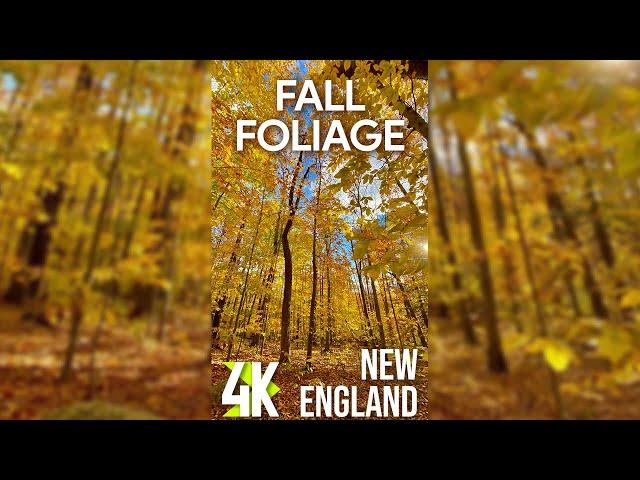 Autumn Colors of Forest + Calming Nature Sound for Vertical Screens - 4K Fall Foliage in New England