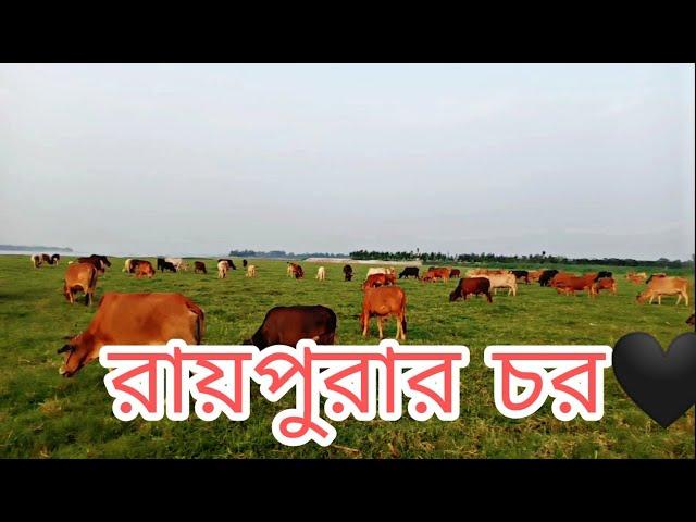 রায়পুরার চরের মনোমুগ্ধকর দৃশ্য