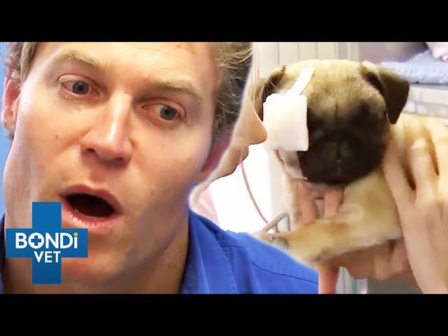 2+ Hours of Full Episodes - Bondi Vet Complete Season 4 Part 2  | Bondi Vet Compilation