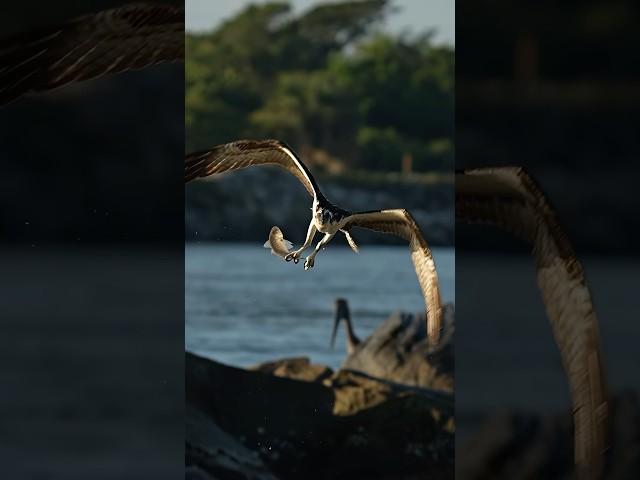 Osprey slams into the water and resurfaces with a nice floppy dangler! Glad I’m not a fish.