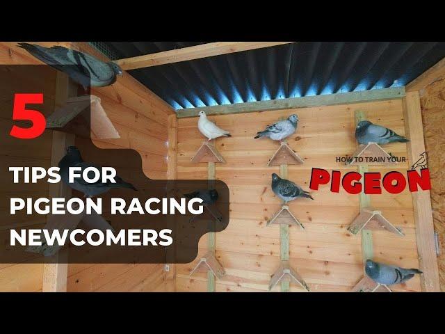 5 Tips For Pigeon Racing Novices