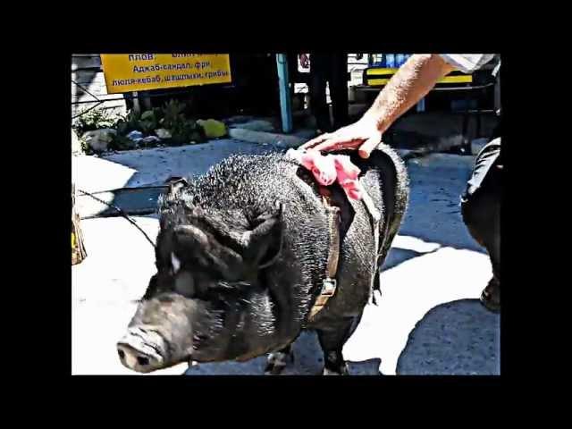 Свинка Чуня на Ай-Петри :D // Кнопка ХРЮ // Funny Pig in Crimea