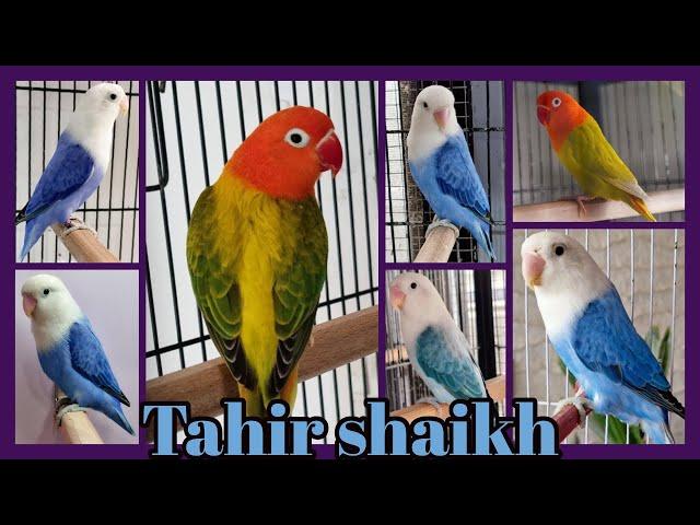 Lovebirds Farming | Opaline Mutation | Discussion with Tahir Shaikh