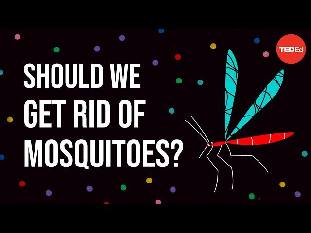 Ethical dilemma: Should we get rid of mosquitoes? - Talya Hackett