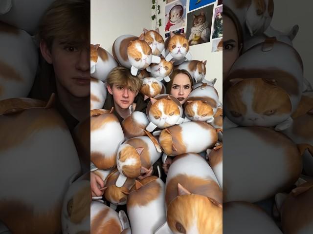 Много котиков не бывает!!!