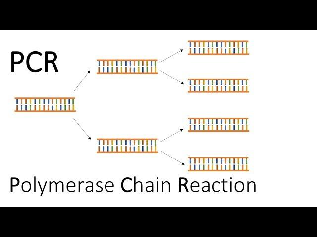 PCR - Polymerase Chain Reaction