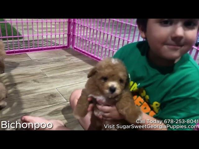 New Puppy Litter For Sale Local Breeders in Georgia